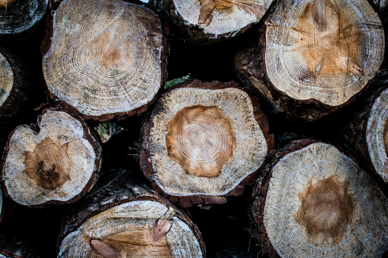 Wooden Logs In A Pile